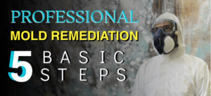 5 Basic Steps for Professional Mold Remediation