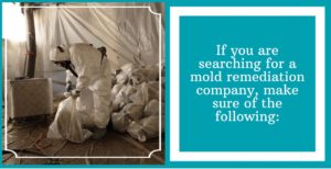 What To Look For In Mold Remediation Companies