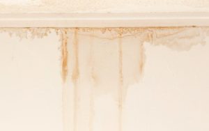 How To Check For Mold Infestations Before Buying A Home