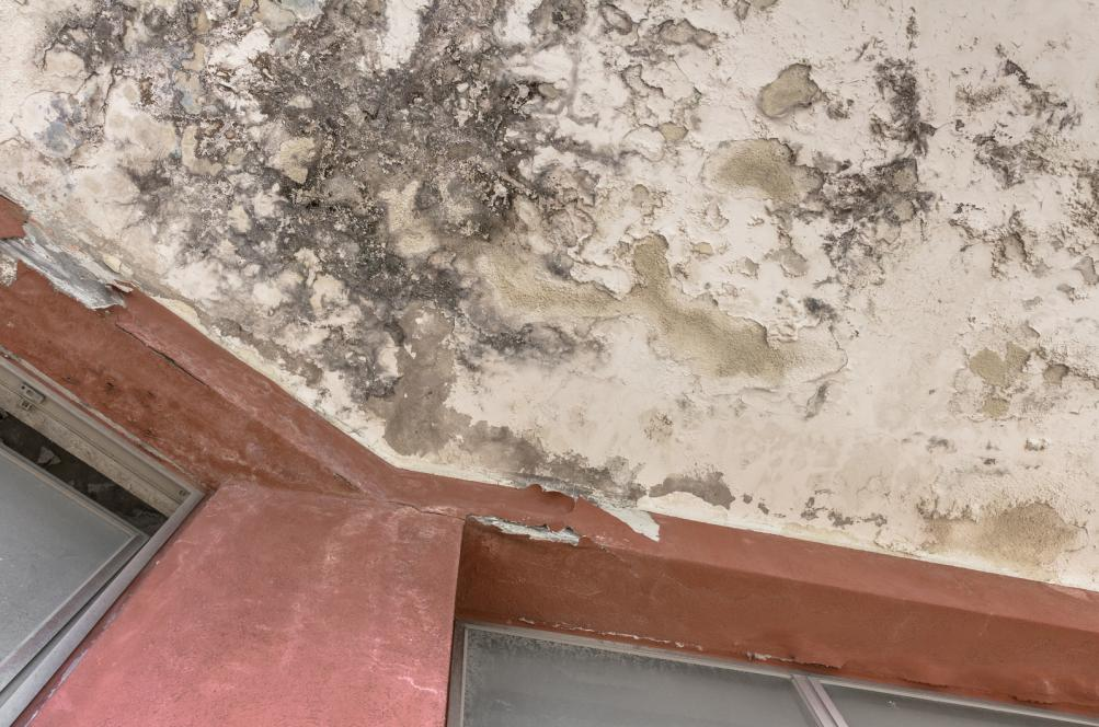 Black mold growing on the ceiling as a result of water damage