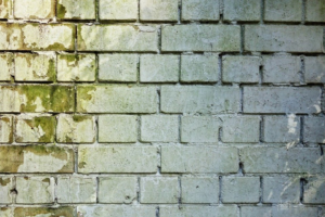 a while brick wall with green mold growth