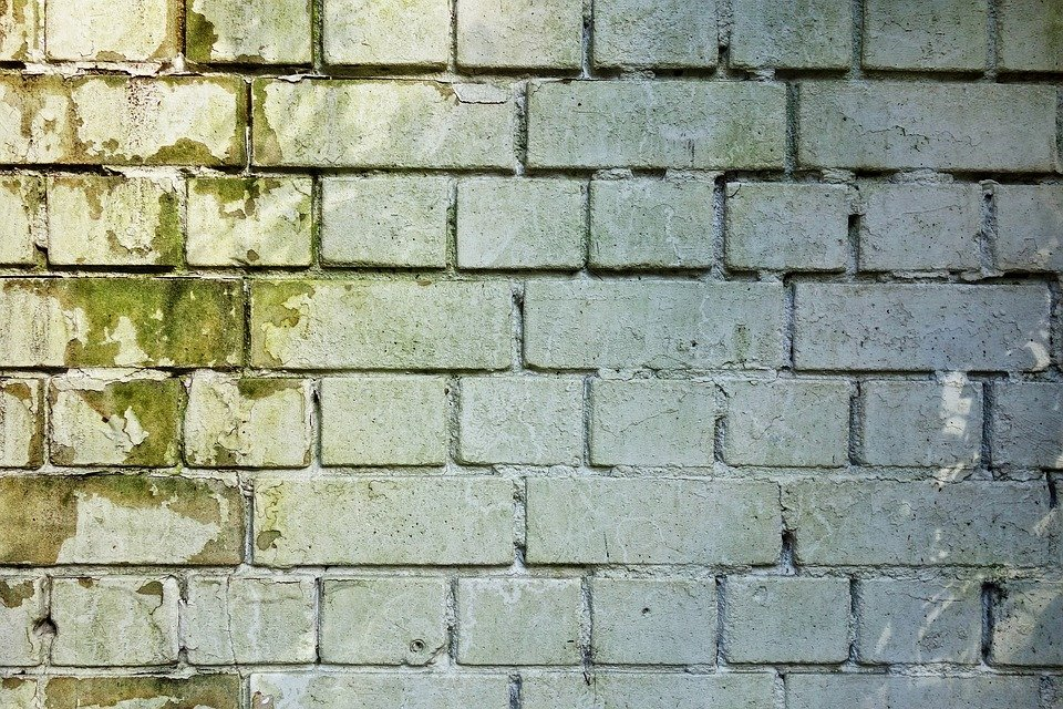 a while brick wall with green mold growth